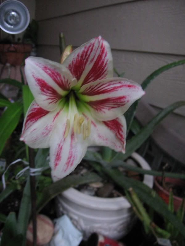 ? walmart photo 20110305_30.jpg