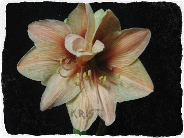 twinExotica08