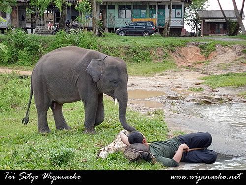 Pusat Latihan Gajah-Taman Nasional Way Kambas Pusat Latihan Gajah-Taman Nasional Way Kambas