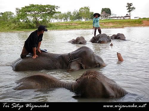 Pusat Latihan Gajah-Taman Nasional Way Kambas Pusat Latihan Gajah-Taman Nasional Way Kambas