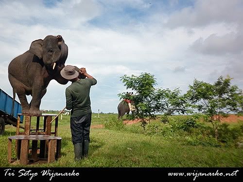 Pusat Latihan Gajah-Taman Nasional Way Kambas Pusat Latihan Gajah-Taman Nasional Way Kambas