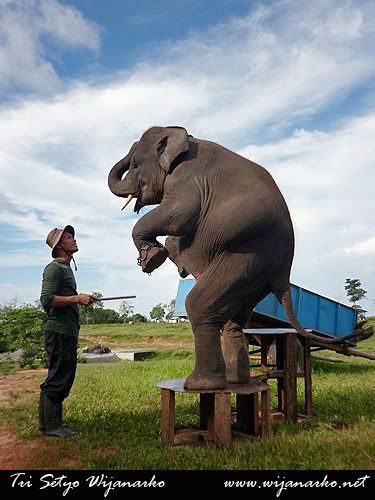 Pusat Latihan Gajah-Taman Nasional Way Kambas Pusat Latihan Gajah-Taman Nasional Way Kambas