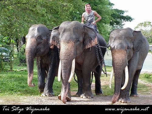 Pusat Latihan Gajah-Taman Nasional Way Kambas Pusat Latihan Gajah-Taman Nasional Way Kambas