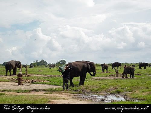 Pusat Latihan Gajah-Taman Nasional Way Kambas Pusat Latihan Gajah-Taman Nasional Way Kambas