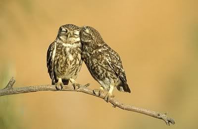 whisperingks.jpg cute birds. image by hollisterprincess101