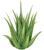 aloe Pictures, Images and Photos