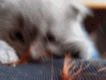 th_CatCrawl.gif