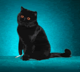 th_SmokingCat.gif
