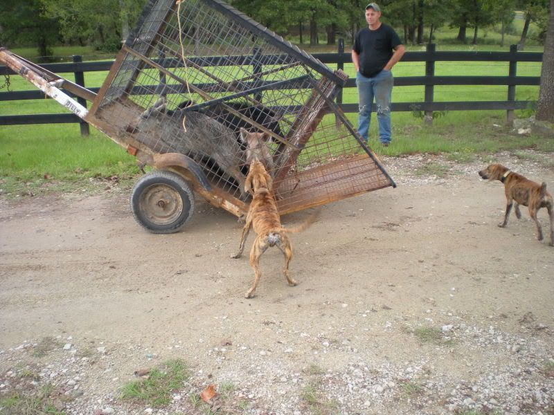 If You Use Hog Traps I Need Some Advice Ar15 Com