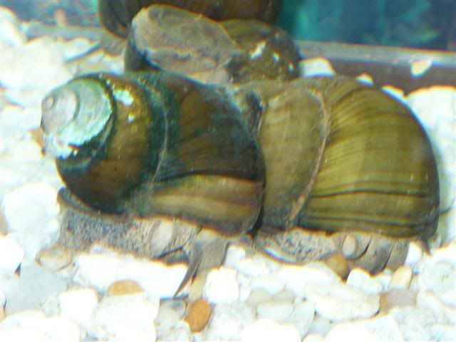 ocgao1Small.jpg