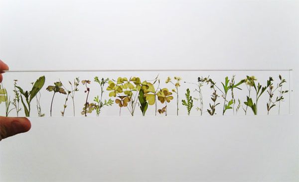 Botanical Ruler by Studio Note