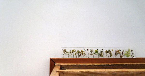 Botanical Ruler by Studio Note