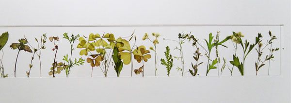 Botanical Ruler by Studio Note