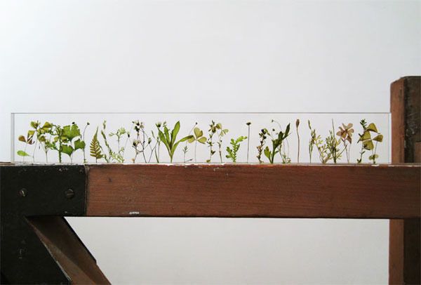 Botanical Ruler by Studio Note
