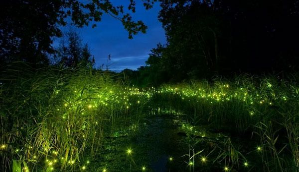 Firefly-themed Park in Wuhan