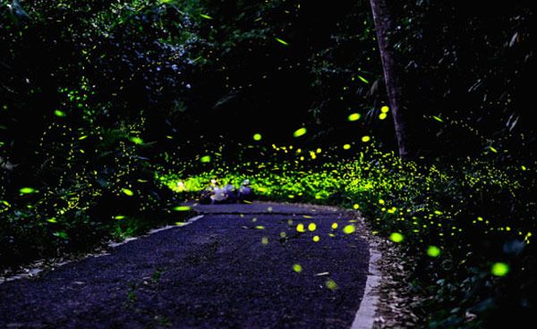 Firefly-themed Park in Wuhan