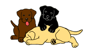 Hond