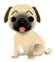 Hond Hond