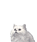 Kat