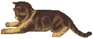 Kat Kat