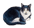 Kat Kat