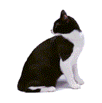 Kat Kat