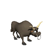 Stier Stier