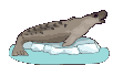 Zeehond Zeehond