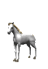 Paard Paard