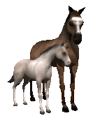 Paard Paard