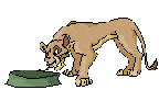 Lion King Lion King