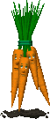Wortels Wortels