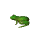 Kikker Kikker
