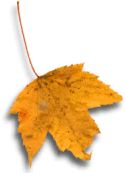 Herfstblad Herfstblad