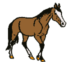 Paard Paard