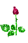 Bloem Bloem