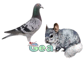 Gea Gea