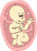 Baby in buik Baby in buik