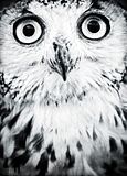 InternetExplorerWallpaper.jpg image by caitterbug