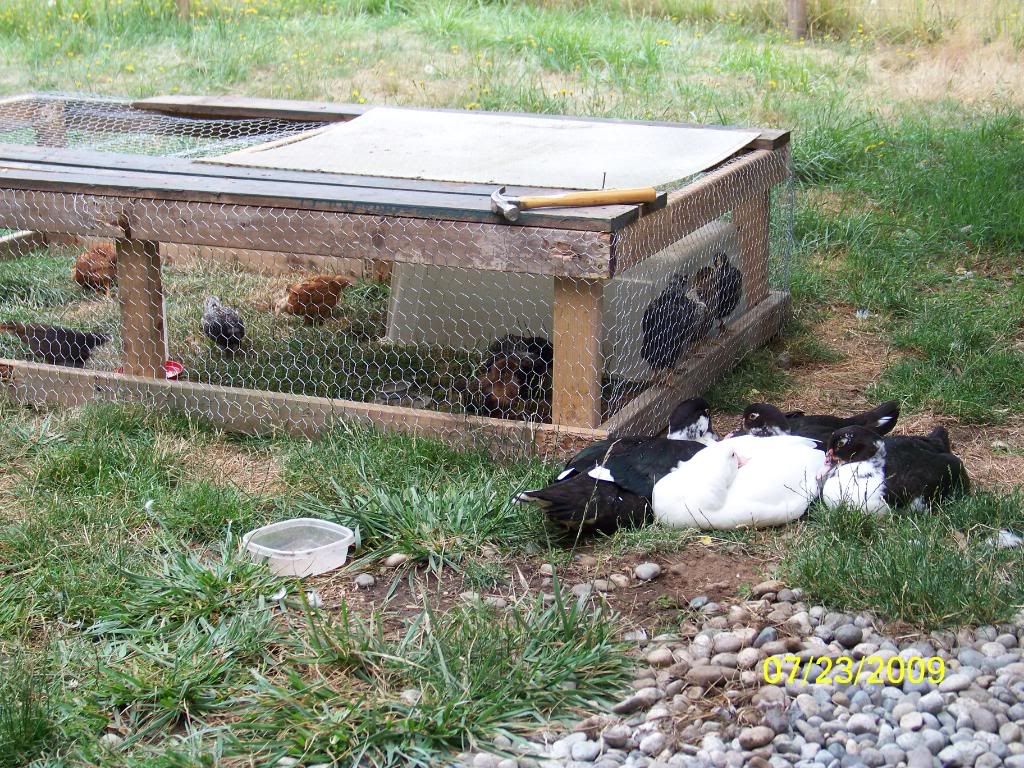How much head room do chickens need? BackYard Chickens Learn How to Raise Chickens