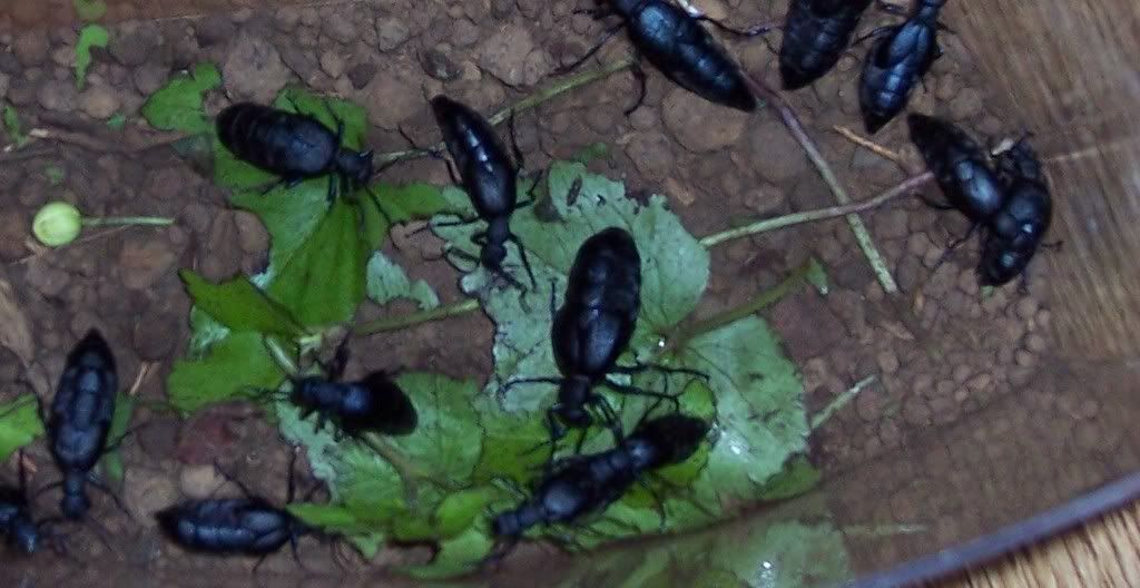 Need help identifying freaky insect! - Countryside Families