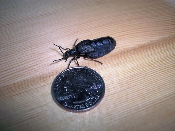 Need help identifying freaky insect! - Countryside Families