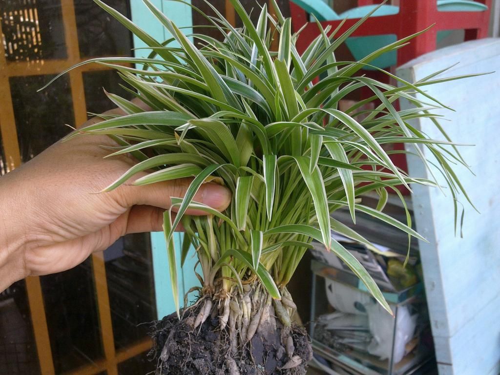 Các bạn cho mình biết cây này là cây gi?