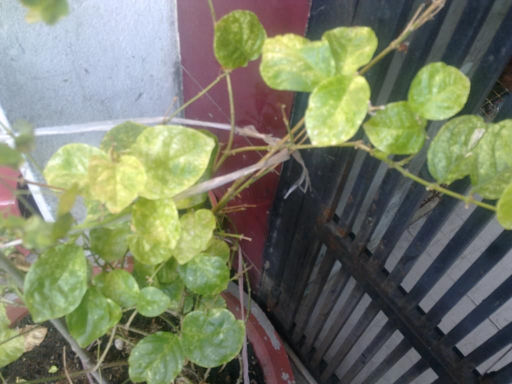 xin hỏi lá cây hoa lài bị sao????