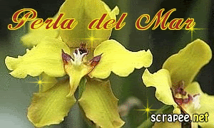 scrapeenet_20100509012723TFPD.gif picture by perladelmar2008