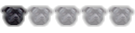 Regular Staffy-bull-terrier Member Regular Staffy-bull-terrier Member