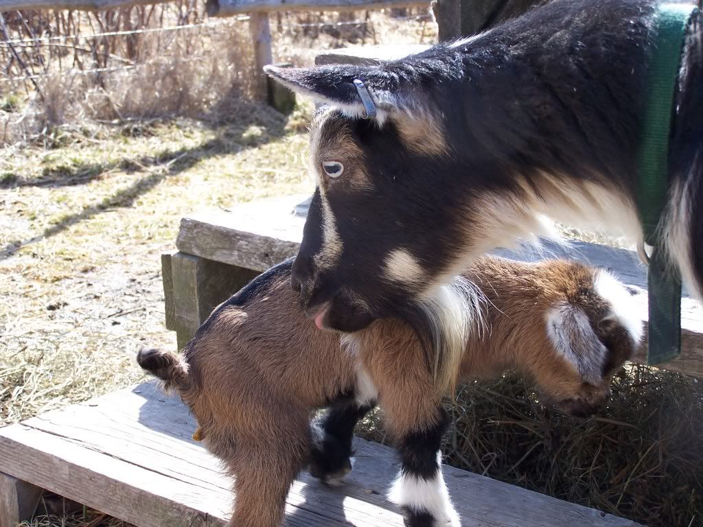 Last Baby till June - Goats