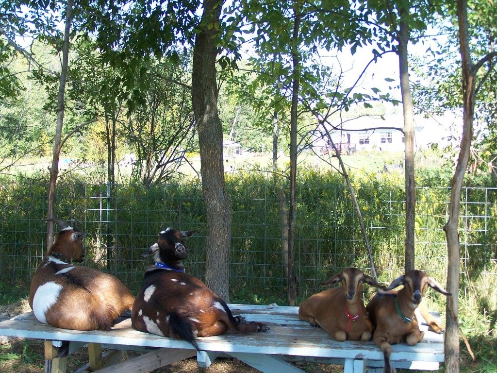 Pictures of our new little buck - Goats