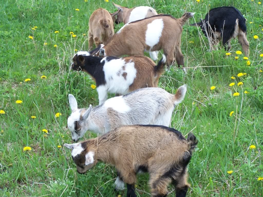 Goats are Great... - Goats