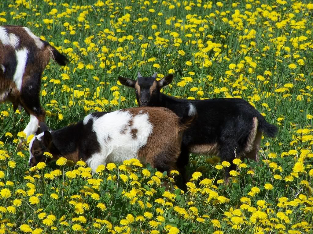 Goats are Great... - Goats